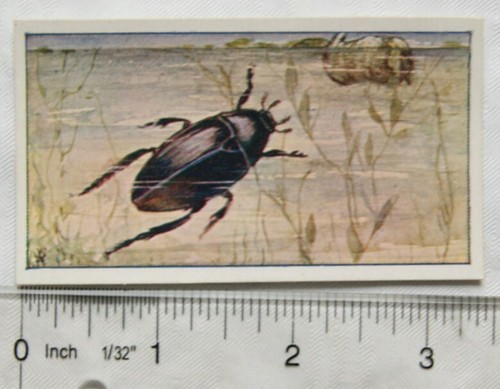 Vintage dutch card - vintage:, p