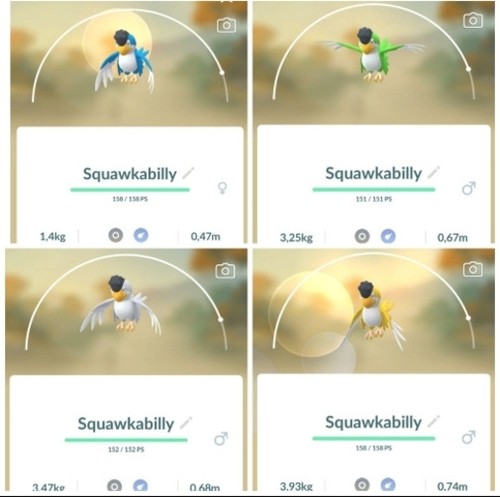 Pokemon squawkabilly - go,
