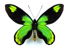 Ornithoptera victoriae ssp