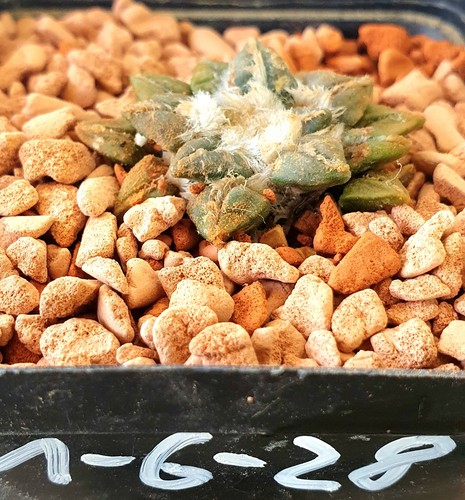 Ariocarpus kotschoubeyanus - , a