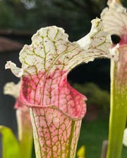 Sarracenia leucophylla pink - sarracenia,