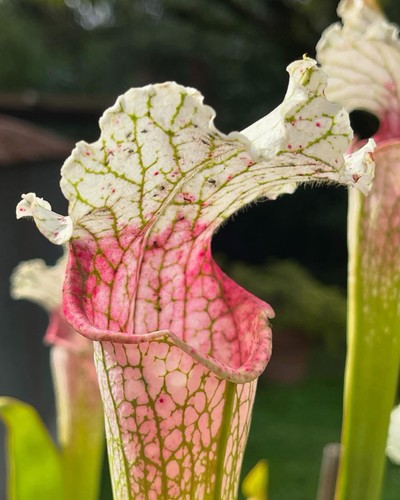 Sarracenia leucophylla pink - sarracenia,