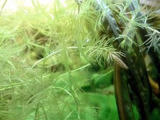 10 talee di Ceratophyllum demersum pianta galleggiante crescita veloce acquario