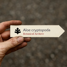 Aloe cryptopoda SEEDS -  -