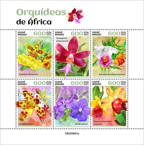 Orchidee africa - orchidee, d'africa