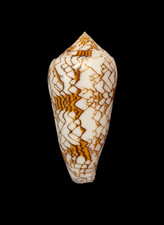 Conchiglia Shell CONUS TEXTILE