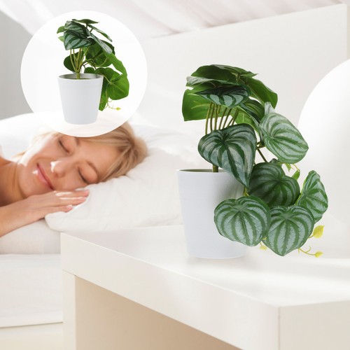 Piante vaso false bonsai - ,