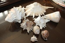 LOTTO DI CONCHIGLIE DA