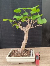 Bonsai gelso cm - 37, visita
