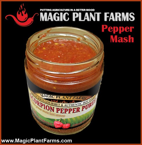 Selezione mash peperoncino - selezione,