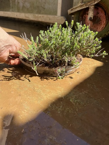 Bonsai timo macchia - bonsai,