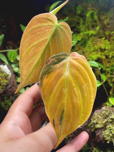 Philodendron micans aurea - micans,