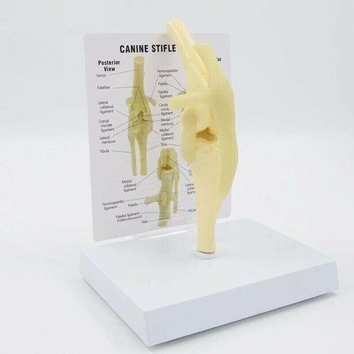 Articolazione cane modello