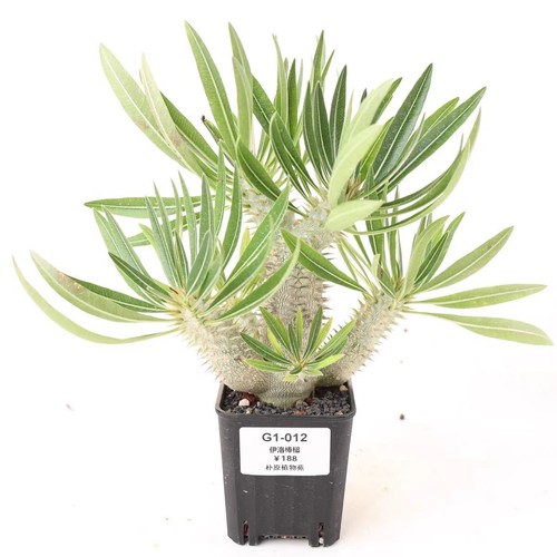 Vaso raro pachypodium - vaso, 8