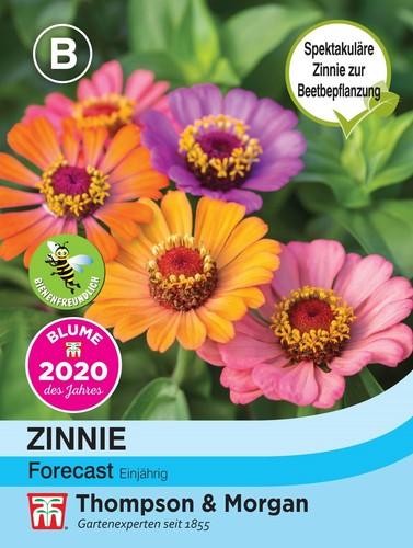 Zinnie forecast zinnia - zinnie,