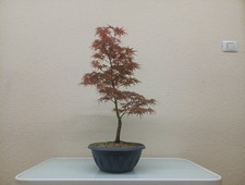 ACERO PALMATO GIAPPONESE