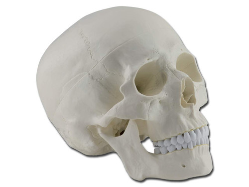 40160 modello cranio umano - cranio,