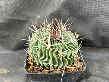 ECHINOFOSSULOCACTUS MULTICOSTATUS CACTUS PIANTE GRASSE AGAVE 606