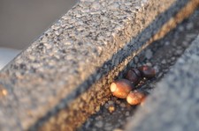 SMC Pentax-A 50 mm f/1.4