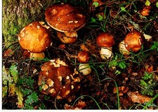 Cepes cle des champs - la,