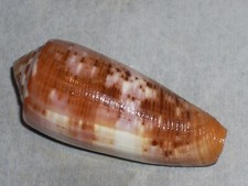 Conus circumcisus amazing - conus,