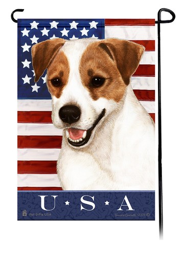 Jack russell terrier vera - jack,