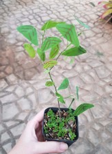Rarità rara pianta - rara,