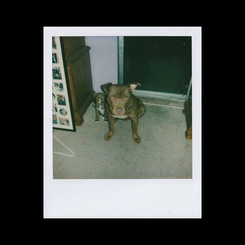 Vecchia foto polaroid pit bull - vecchia,