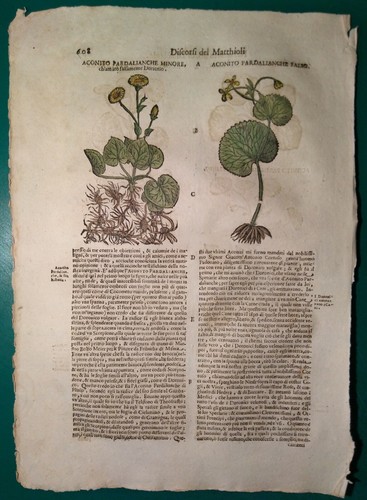 Stampa antica erbario - antica, mattioli