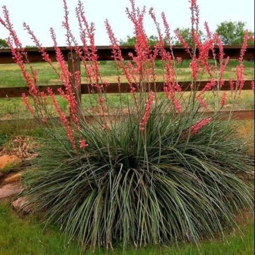 Hesperaloe parviflora yucca - hesperaloe,