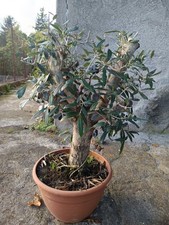 Ulivo Bonsai Vaso 30 - Olivo Olea europea Bonsai - Pianta Ornamentale