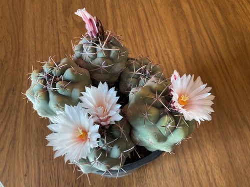 Cactus thelocactus - cactus, 5