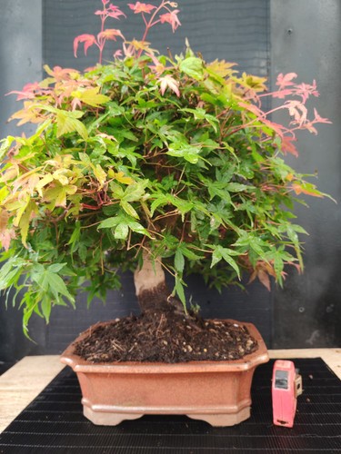 Bonsai acero rosso - bonsai, deshojo