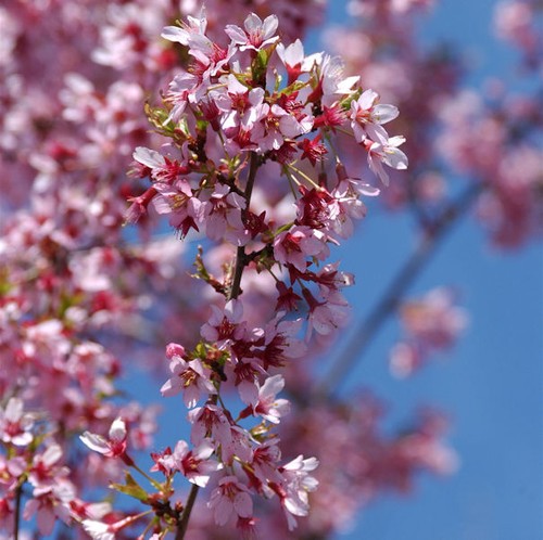Ciliegio ornamentale okame - ciliegio,