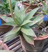 10 semi di Aloe obscura 