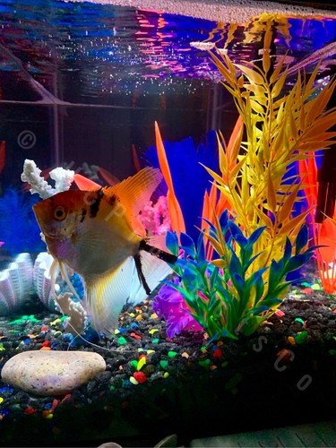 Luci led per acquario pesci - luci,
