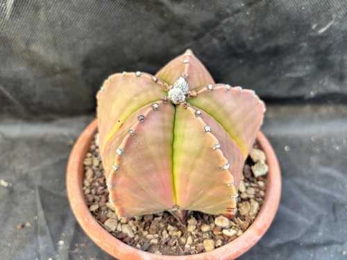 Astrophytum myriostigma red - astrophytum,