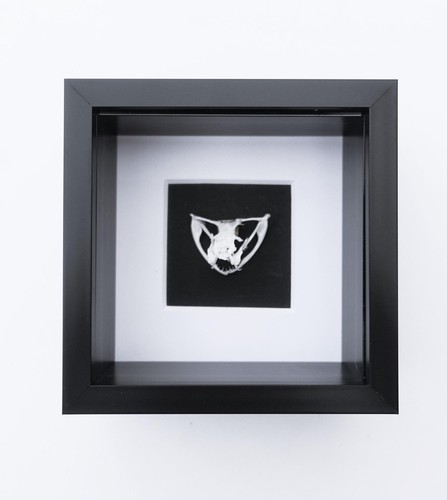 Framed white lipped pit viper - pit,