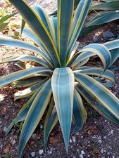 Agave Weberi Arizona Star