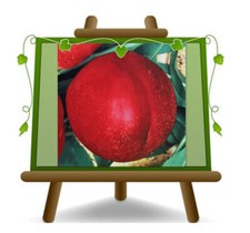 Nettarine a Polpa Bianca Caldesi 2000 Altezza: 170~200 cm Eta: 4 anni Vaso 24/26