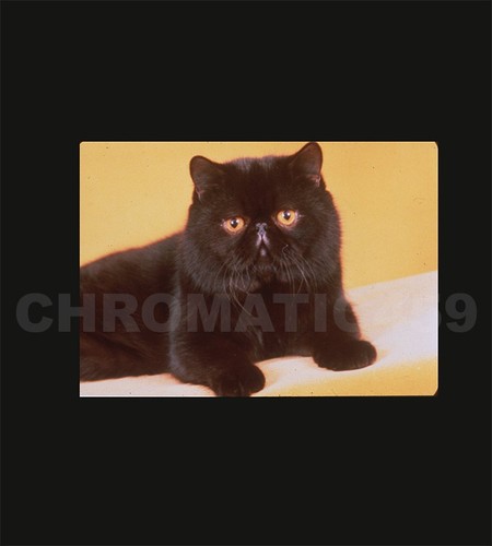 Vintage 1991 35mm - 1991, slide