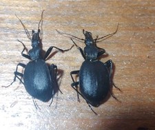 Coleoptera Carabidae 2 Femele Cychrus Italicus    Lazio