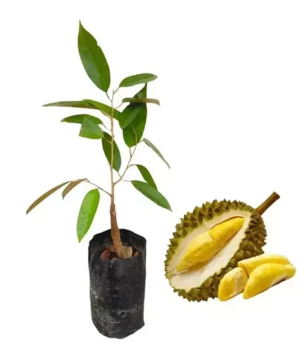 Durian plant servizio espresso - plant,