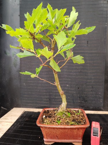 Bonsai acero ginnala - bonsai, 45