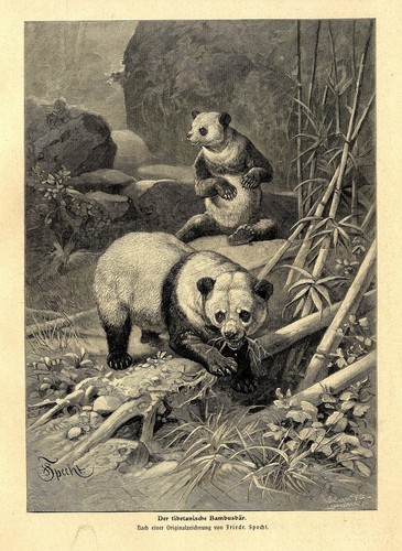 Panda orso bambù - panda, l'orso