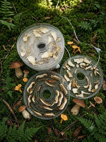 Funghi porcini secchi alpi - secchi,