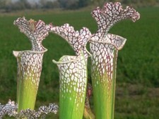 Sarracenia Leucophylla santa