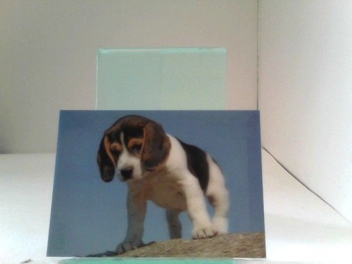 Cartoline beagle - cartoline/cartoline, 3d
