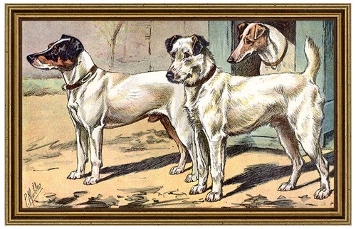Fox terrier cane caccia - le, da