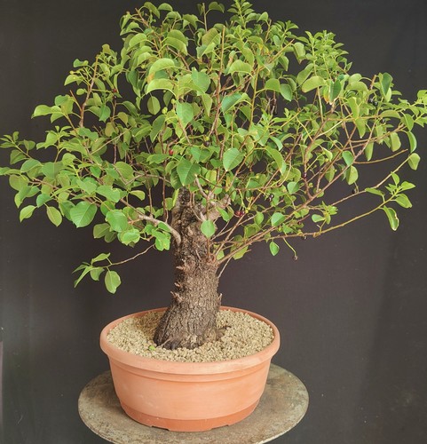 Pre bonsai esemplare prunus - esemplare, di